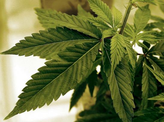 Two tribal nations to open Minnesota's first legal recreational marijuana dispensaries