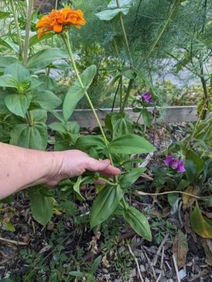 People Are Deadheading Their Flowers All Wrong