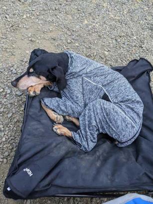 The Gear You Need to Make Camping With Your Dog a Lot Easier