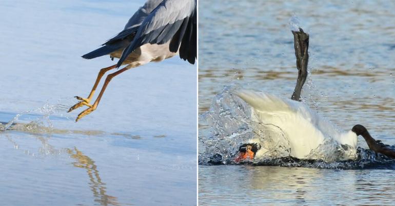 Photographing birds is easier said than done, it turns out (30 Photos)