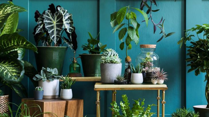 Use These Smart Tools to Automate Your Plant Care