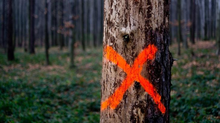 Here's What Those Spray Paint Marks on Trees Mean