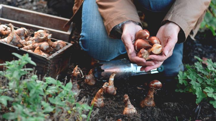 Avoid These Mistakes When Planting Bulbs in the Fall