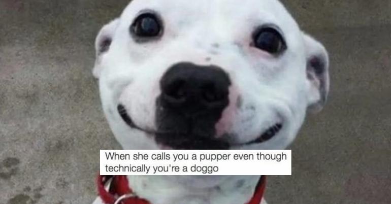Doggo memes are equal parts heartwarming and hilarious (32 Photos)