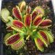 Egrow 100Pcs Catchfly Potted Plant Seeds Garden Venus Fly Trap Insectivorous Plant