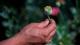 Los secretos de la flor de opio: analgésicos más efectivos y baratos