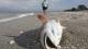 Marea roja y peces muertos: así se ven algunas playas de Florida