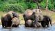La muerte más absurda: hacía un safari y la pisó un elefante