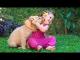 Cute Cats and Dogs 2019 Best Funny Pet Videos #10
