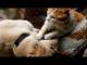 Dogs and cats petting each other Funny dog & cat compilation
