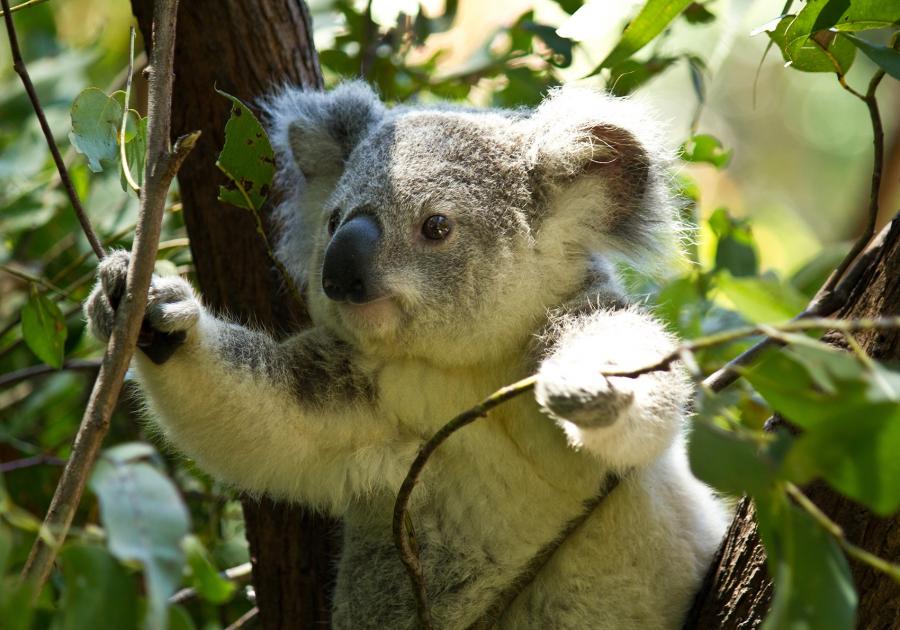 a-koala.jpg