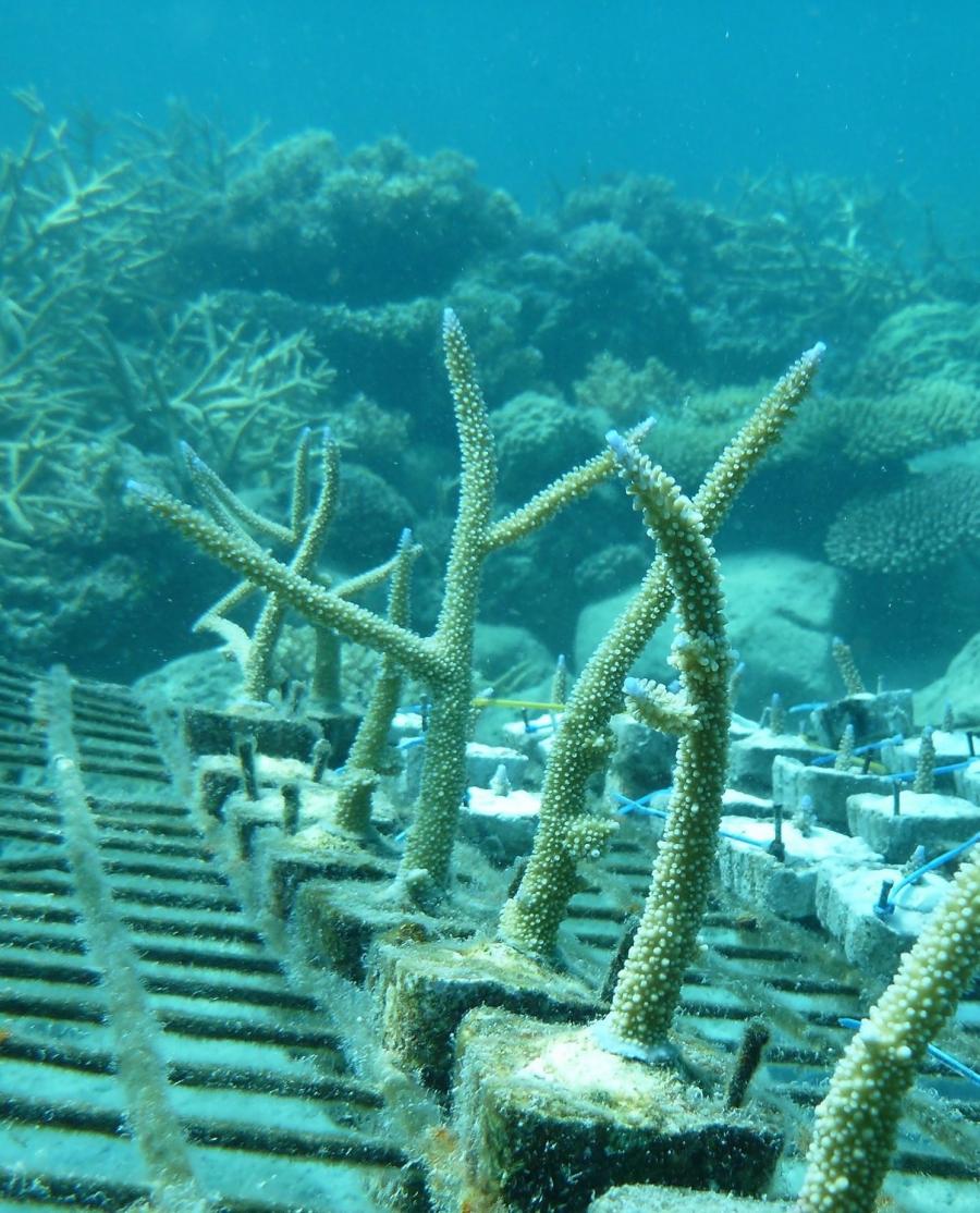 coral-growth-under-water-2.jpg