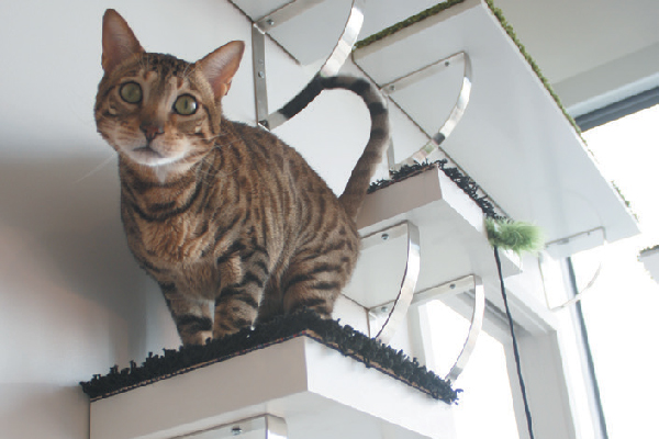 Cat on a cat shelf. 