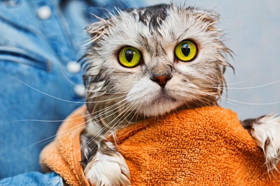 Cat being washed