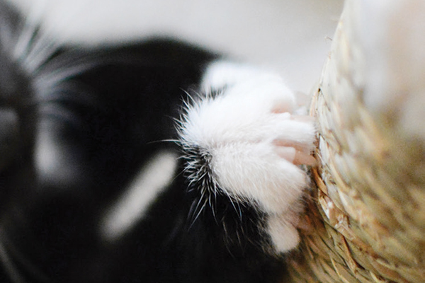 A black cat scratches a scratching post. Photography by mrtom-uk/istock.