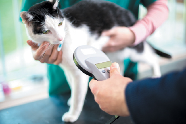 Cat getting microchip or ID checked. 