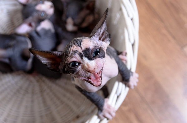 Sphynx kittens meowing.