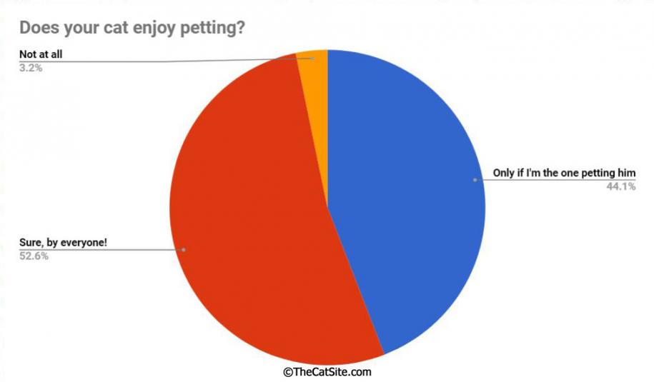 Graph showing results of survey we had on TheCatSite, asking cat owners whether their cat enjoys being petted