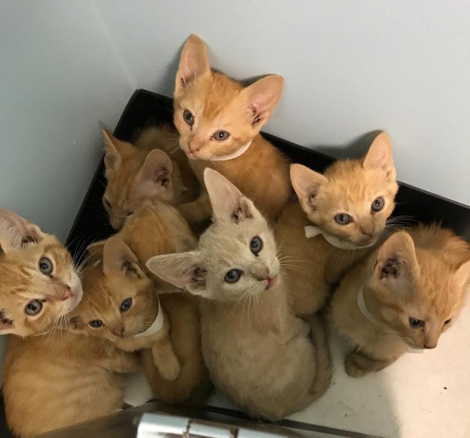 2 Ginger Kittens Rescued From Heartbreaking Situation, Find Someone