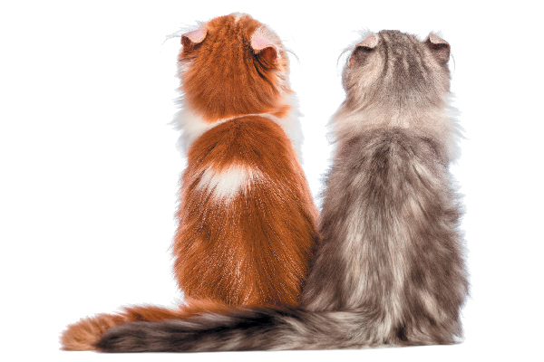 Two American Curl cats looking up.