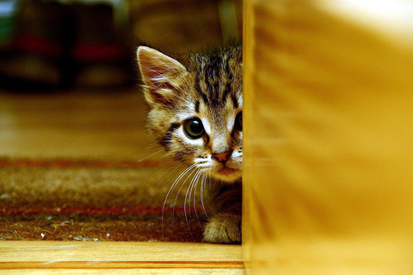 Kitten hiding close to the floor