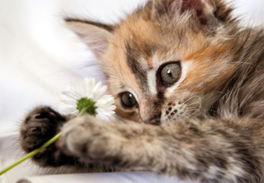 Kitten with flower