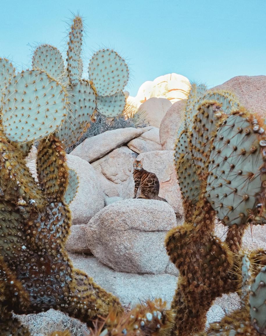 Suki adventure cat explores desert cacti