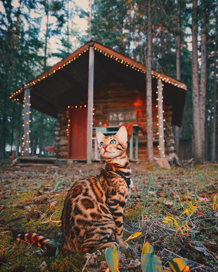 Suki adventure cat in front of cabin