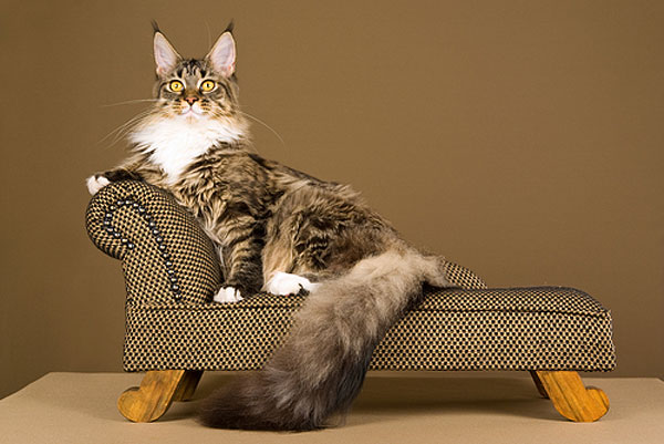 A Maine Coon cat lounging on a couch.