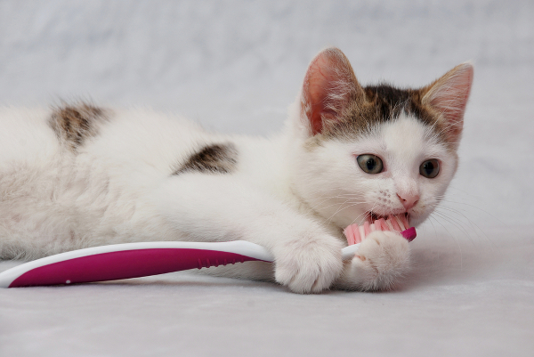 A cat chewing on a toothbrush. 