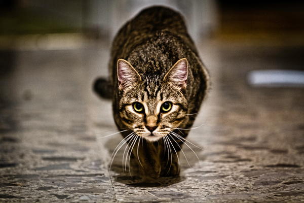 A tabby cat stalking and about to pounce.
