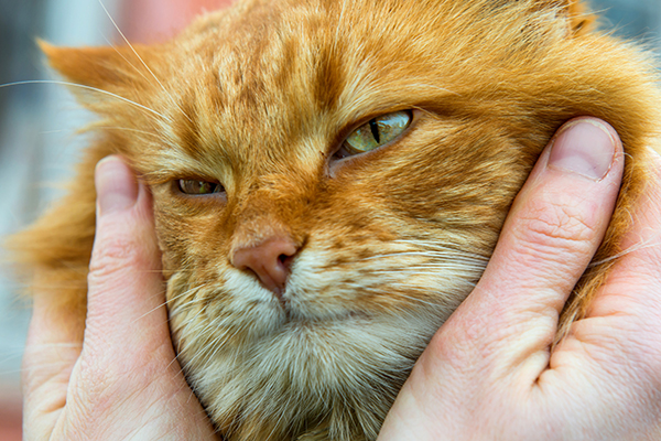 A sad orange ginger cat being held by a human. 