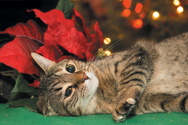 A cat with poinsettias.