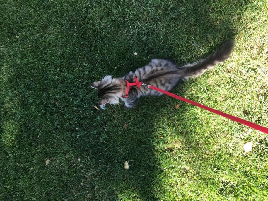 McKinely the kitten on a leash