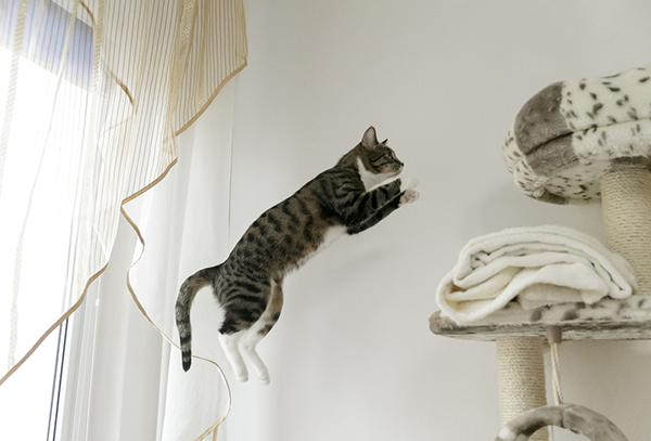 Cat in mid-jump