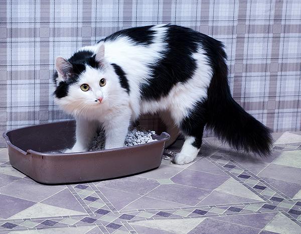 A black and white cat in a litter box. 