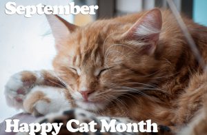 Happy Healthy Cat Month Celebration