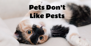 Prevent Feline From Pests And Worms