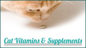 Add Supplements in Cat's Diet