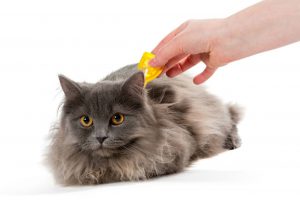 Quality Flea and Tick Treatments for Cats