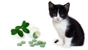 Avoid Steroids and Antibiotics for Cats