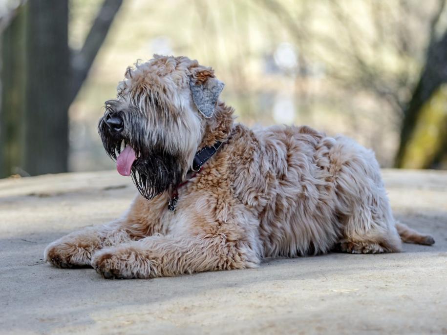 These Are The 'Smartest' Dog Breeds, According to a Canine