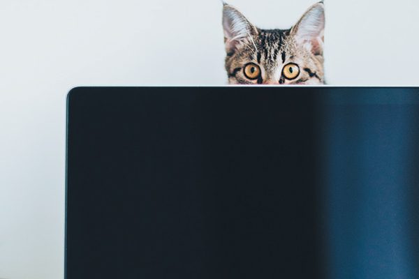 cat-peeking-over-laptop-screen-600x400.jpg