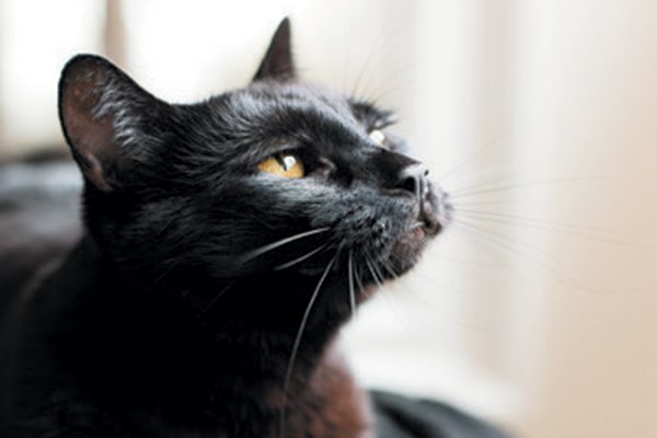 black-cat-looking-up-600x400.jpg