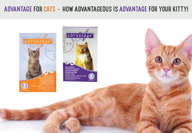 PCS-Advantage-for-Cats.jpg