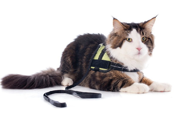 Cat-with-harness-and-leash-on.jpg