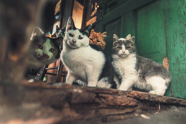 A-group-of-feral-cats-outside.jpg