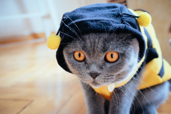 Cat-dressed-as-a-bee.jpg