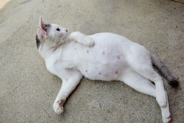 Pregnant-white-cat.jpg