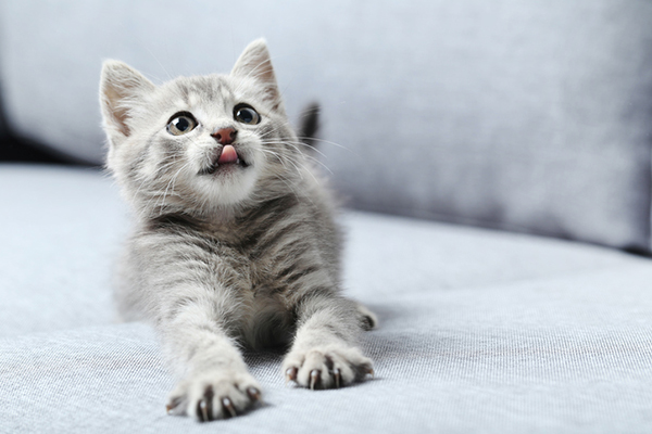 gray-kitten-on-a-couch-licking-his-lips-tongue-out.jpg